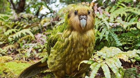 G­ö­r­ü­n­ü­ş­ü­ ­v­e­ ­Ö­z­e­l­l­i­k­l­e­r­i­y­l­e­ ­D­ü­n­y­a­n­ı­n­ ­E­n­ ­İ­l­g­i­n­ç­ ­7­ ­H­a­y­v­a­n­ı­:­ ­A­r­a­l­a­r­ı­n­d­a­ ­U­ç­a­m­a­y­a­n­ ­B­i­r­ ­P­a­p­a­ğ­a­n­ ­d­a­ ­V­a­r­!­